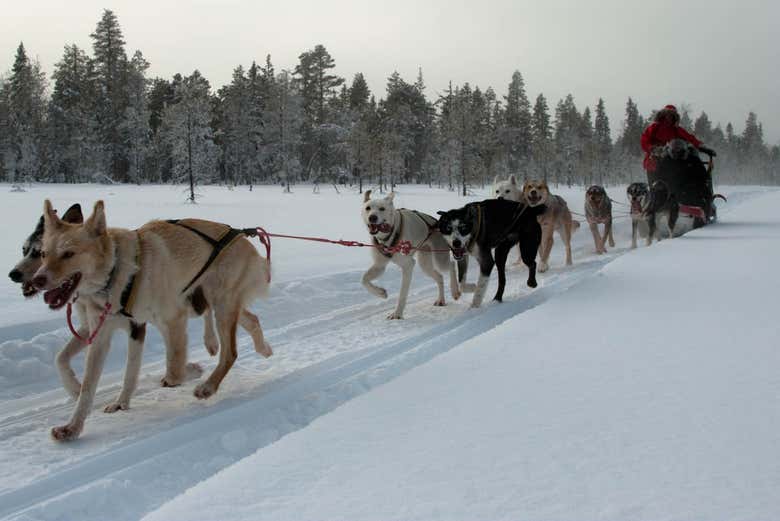 Full-day Dog Sled Ride from Krakow - IntroducingKrakow.com